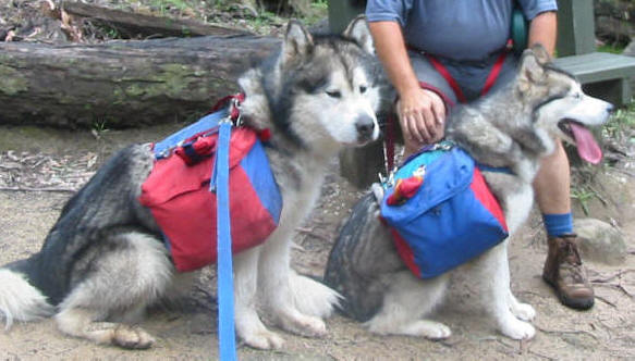 Backpacking with dogs