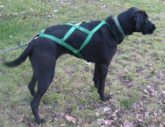 Sledding harness