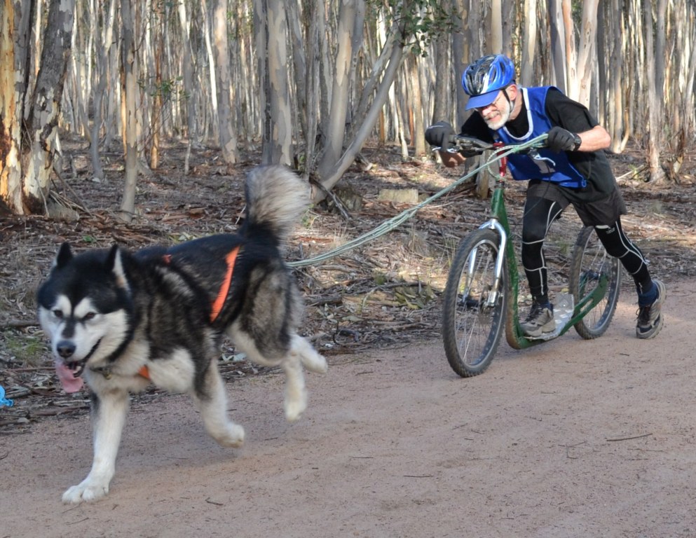 dog sledding gear