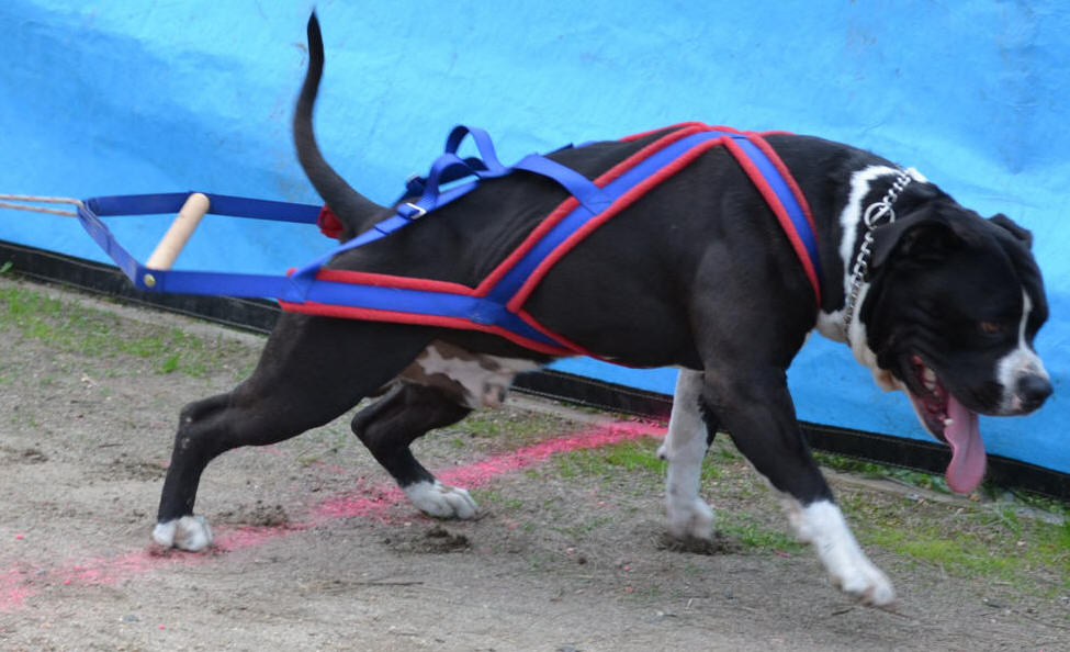 Weight pull harness