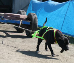 Weight Pull Harness